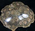 Polished Fossil Coral Colony - Morocco #8846-1